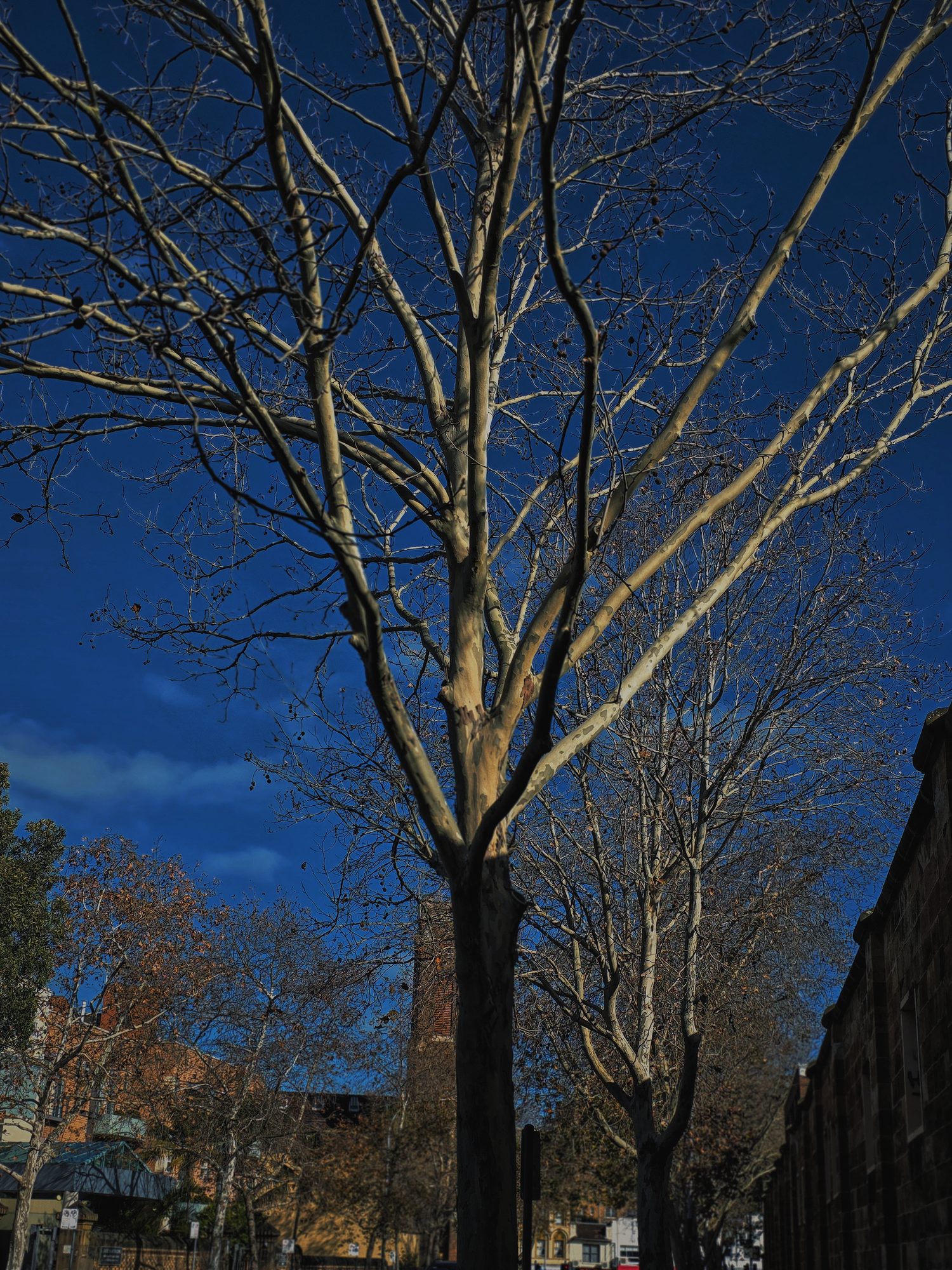 Plane tree, midwinter blue, sandstone behind.