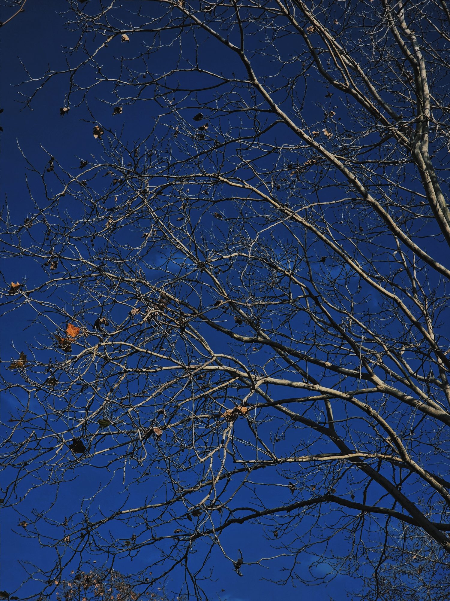 Branches against winter blue, the last leaves holding.