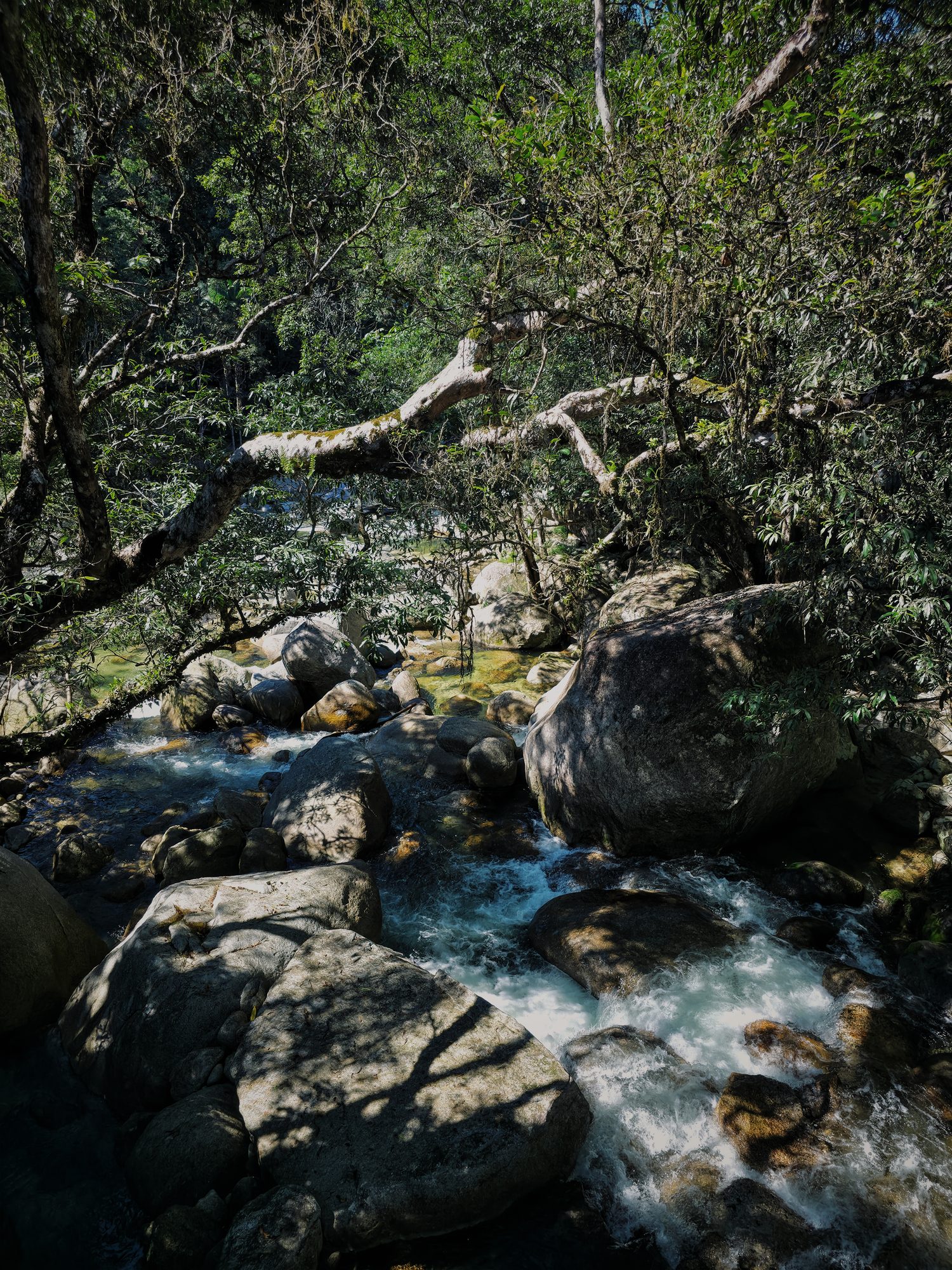 Creek through the rainforest, water finding the gaps.