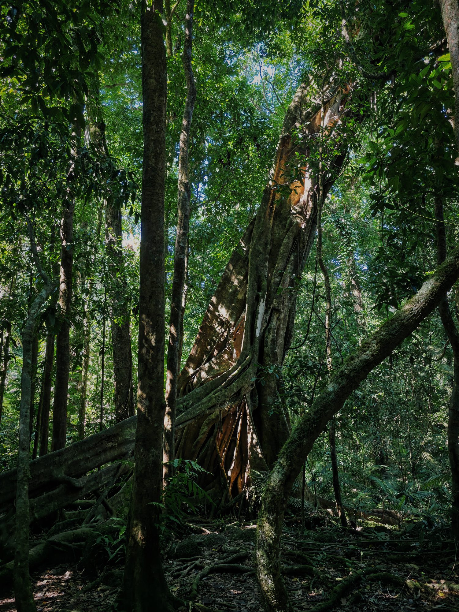 Curtain fig — older than the trail.