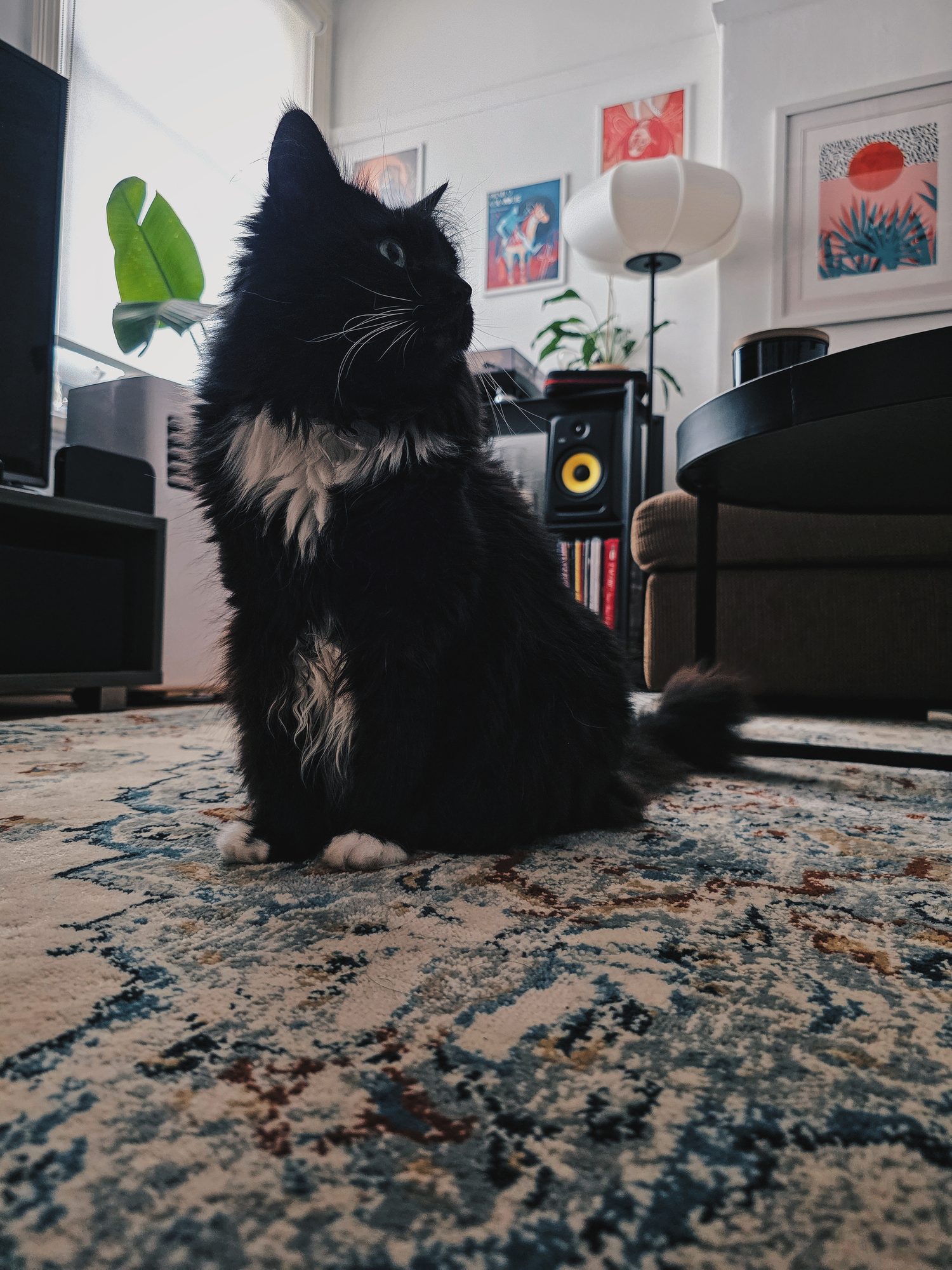 Beyla, on loan from next door.